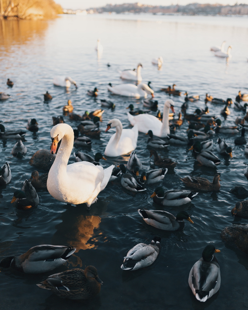 no people, ducks, plumage, swan, river, white color, white swan, outdoors, water bird, 4K, animal, day, nature, feathers, reflection, group, waterfowl