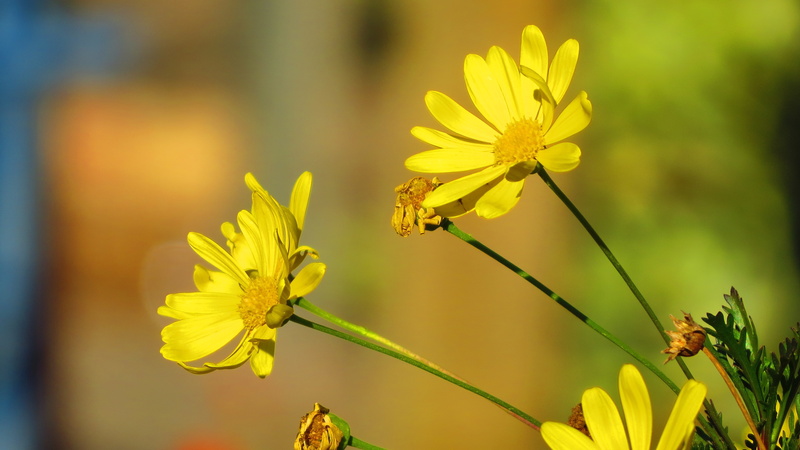 invertebrate, flowering plant, animal themes, close-up, flower, animal wildlife, plant, bees, beauty in nature, yellow, pollination, insect, growth, outdoors