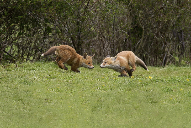cubs, the game, the bushes, red, glade, 1080P