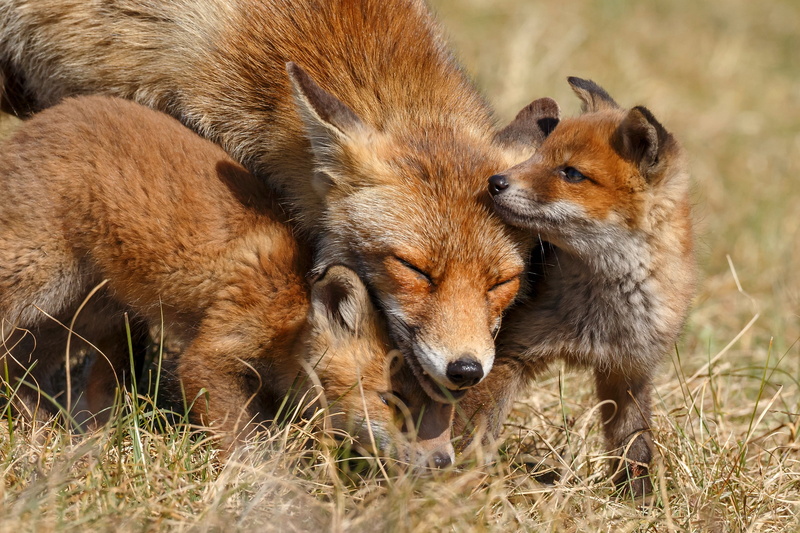 red, the sun, grass, nature, cubs, Fox, 2K