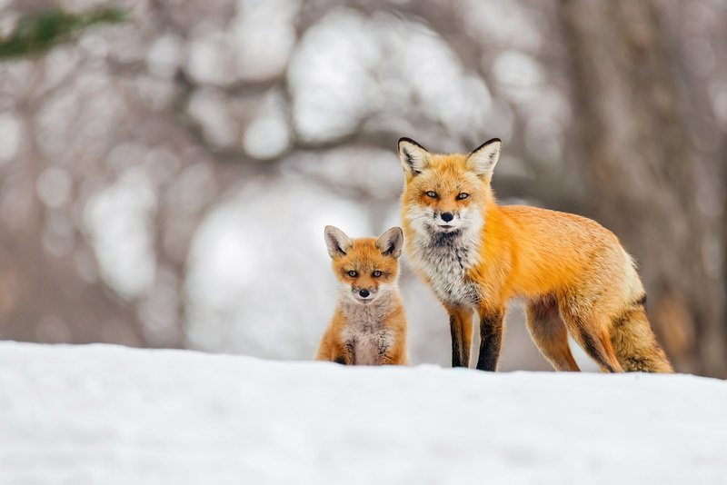 Animal, 1080P, Fox, Snow, Cub, Red Fox, Winter