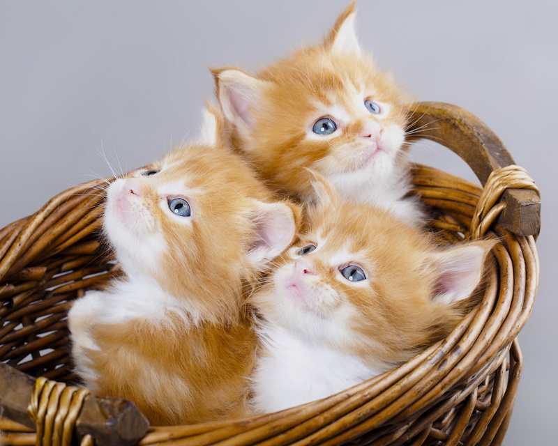 blue eyes, white, mammal, three, playful, portrait, pets, cat, animal family, fur, domestic, fun, orange, indoors, two Animals, fluffy, domestic Animals