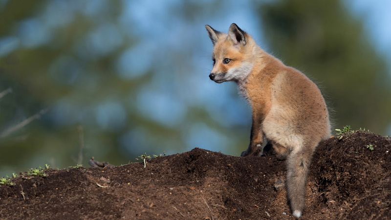 pose, wildlife, Fox, red, baby, blue background, bokeh, 1080P, blue, look, sitting, charming, cub, small, earth