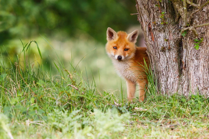 Peeps, 1080P, bokeh, Fox, pose, paws, background, muzzle, bark, face, green, cute, grass, red, cub, nature, baby, tree