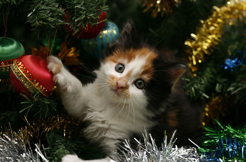 fluffy, looking at camera, feline, kitty, tabby, orange, cat, domestic Cat, celebration, furred, animal, red, christmas, 1080P, white, animal themes, fun