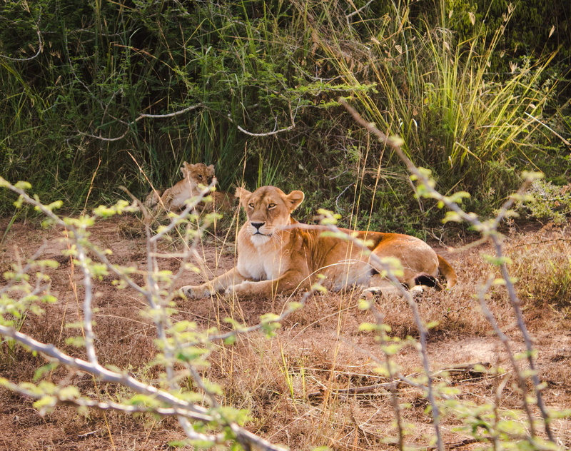 field, lion - feline, animal family, cat, 2K, two, land, day, plains, brown, feline, lioness, bongo, grass, wolf, no people, kit fox, animals in the wild