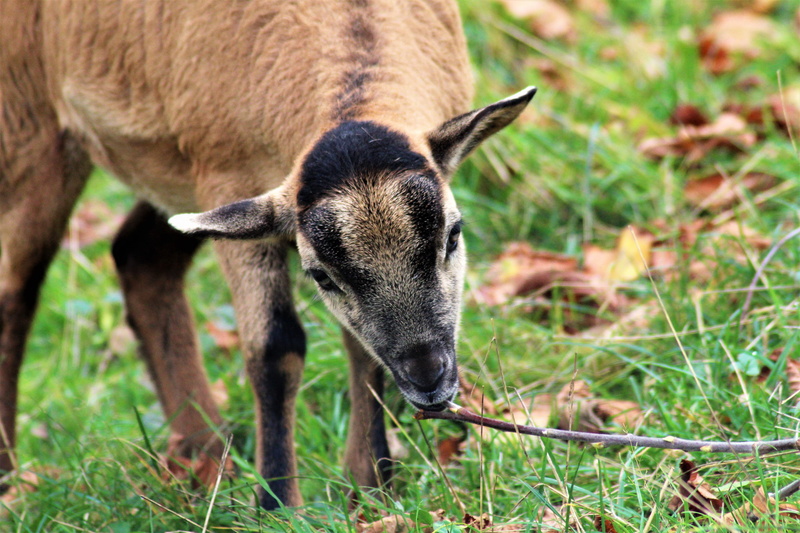 field, goat, cub, cute, domestic animals, nature, animal world, red deer, domestic, one animal, baby, grass, agriculture, kitz, zoo, animal, outdoors, steenbok