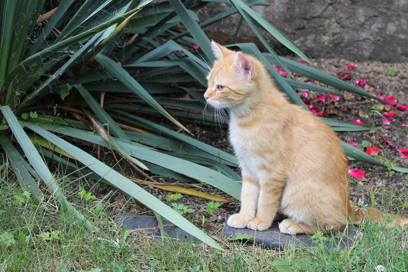 animal, no people, domestic animals, one animal, whisker, Cub, kitty, vertebrate, 2K, plant, Cat, Pet, small, domestic cat, cute, animal themes, looking away