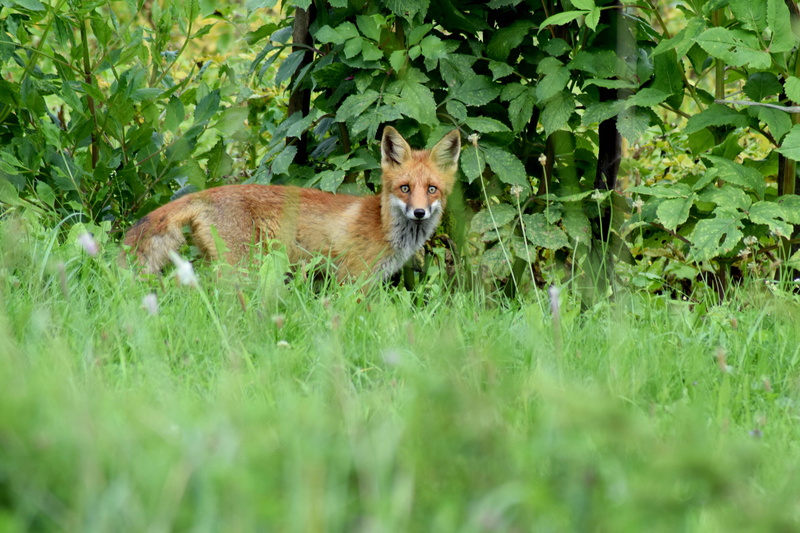 summer, nature, vertebrate, portrait, cub, animal, selective focus, one animal, red fox, mammal, happy, fox, growth, domestic animals, grass, plant, wildlife