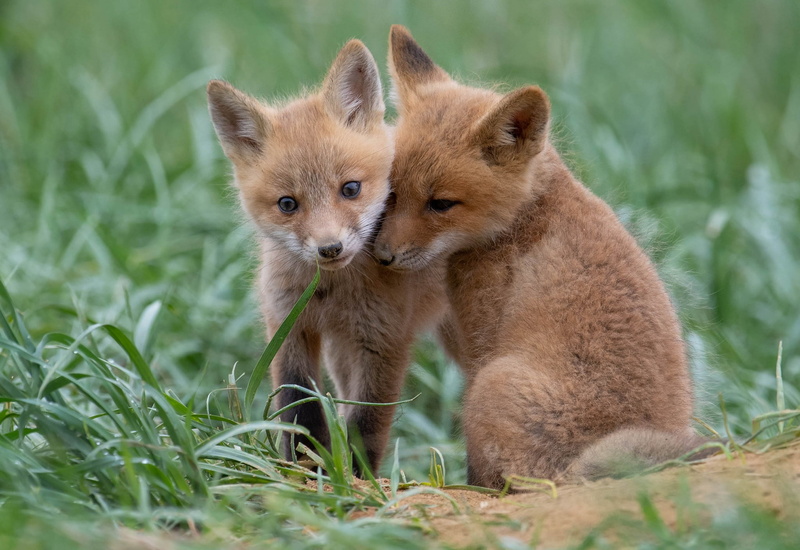 red, kids, cubs, 1080P