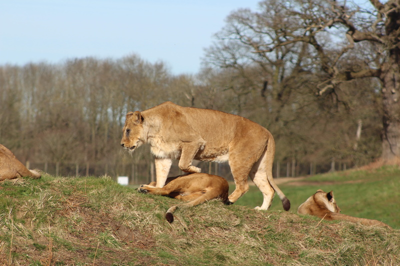 outdoors, animal wildlife, animals in the wild, animal family, animal, safari park, cougar, lion - feline, cub, red wolf, hill, nature, puma, two animals