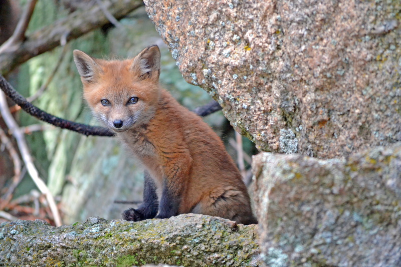 day, red, fox, 4K, outdoors, one animal, mammal, looking, canine, animal wildlife, rock, wild, solid, photography, kit fox, red fox, cub, pup, baby, focus on foreground