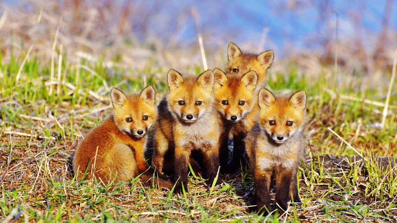 grass, baby, cute, 4K, young animal, animal wildlife, snout, cubs, three animals, vertebrate, group of animals, animal family, whiskers, wildlife, no people
