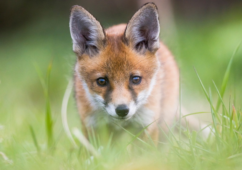 face, cub, look, 1080P, grass, Fox, red