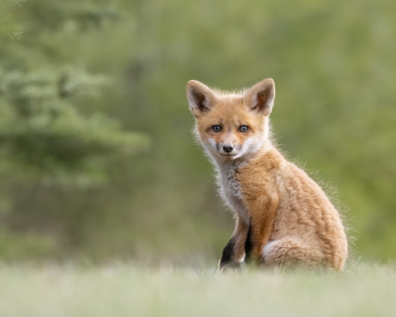 red, Fox, 1080P, bokeh, look, cub, background