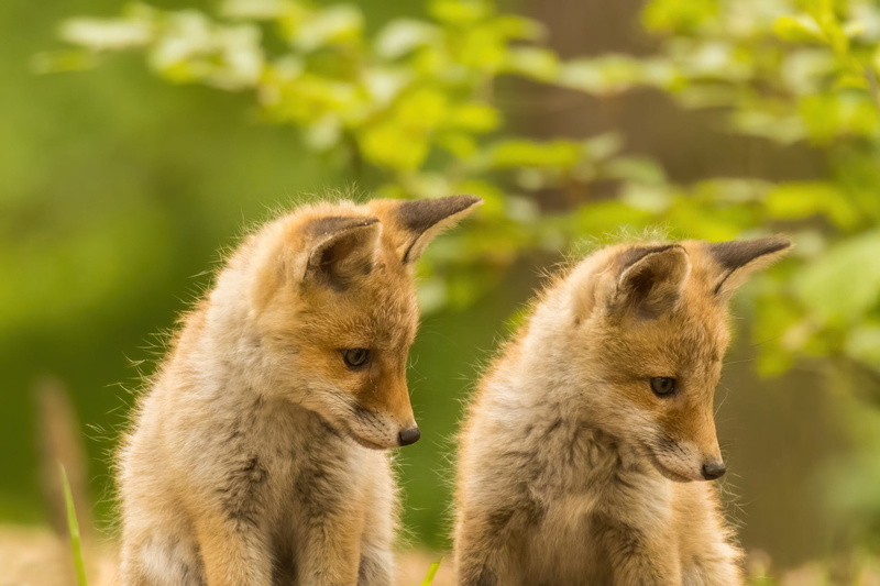 Duo, Fox, 1080P, cubs, bokeh, red, a couple