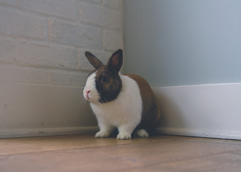 white color, mammal, 4K, las vegas, sitting, neonbrand digital marketing, no people, fluffy, pet, looking, day, rabbit, pets, flooring, one animal, bunny