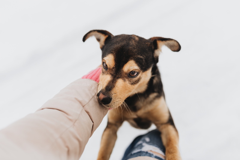 pet owner, finger, canine, human hand, vertebrate, body part, pets, personal perspective, 5K, cold, domestic animals, pet, happy, love, dog, strange, puppy