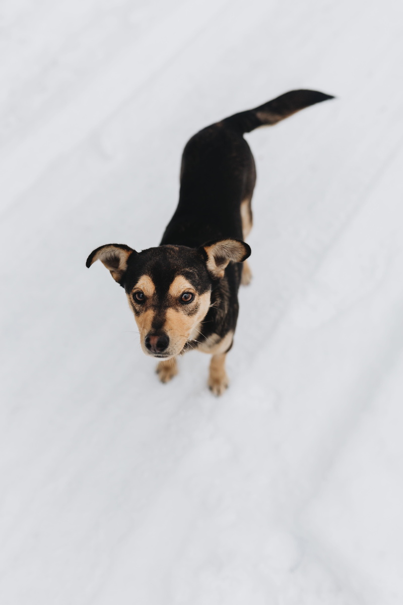 portrait, pets, domestic, happy, love, vertebrate, alone, winter, no people, dog, indoors, day, black color, 5K, strange, high angle view, mammal, snow