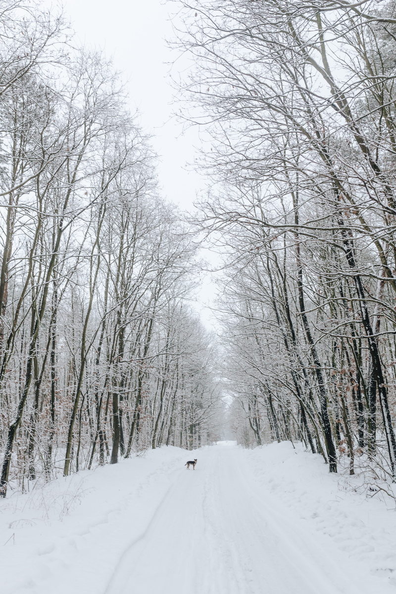 tranquility, love, alone, strange, nature, tree, dog, pet, snowcapped mountain, scenics - nature, the way forward, winter, cold, animal, covering, white color