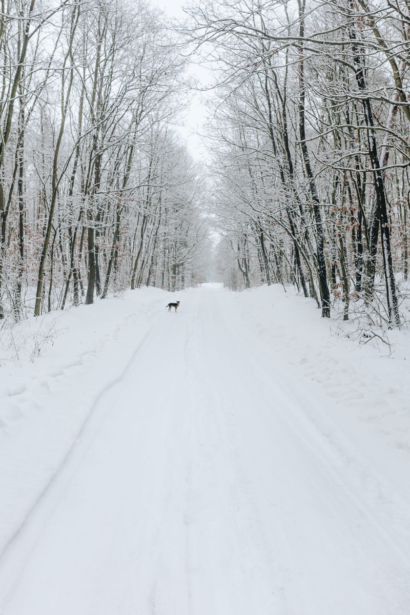tree, treelined, snow, transportation, pet, animal, outdoors, happy, covering, diminishing perspective, 4K, strange, winter, tranquility, the way forward