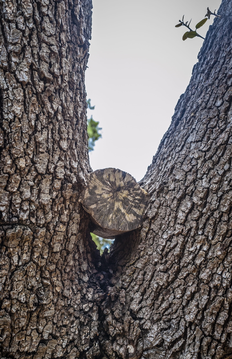 focus on foreground, one animal, tree trunk, Tricky, Wood, low angle view, close-up, 2K, day, plant, clear sky, animal wildlife, rough, no people, ingrowing