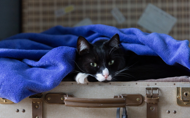 suitcase, 1080P, black, look, blue, tricky, pose, cat, portrait, voyage, green-eyed, face, Terry, lies, towel