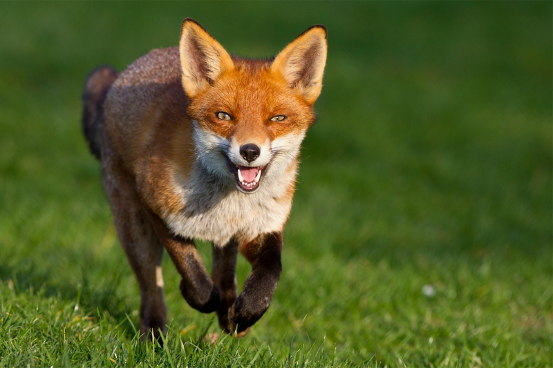 field, portrait, animal, fur, tricky, focus on foreground, brown, day, animal themes, plant, animals in the wild, looking, small, look, young Animal, wildlife