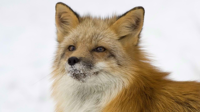 Fox, red, 1080P, tricky