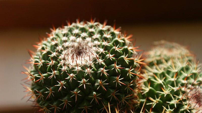 warning sign, sign, nature, no people, cacti, thorns, spiky, cactus, plants, communication, green, barrel cactus, botany, tricky, flower, arid climate