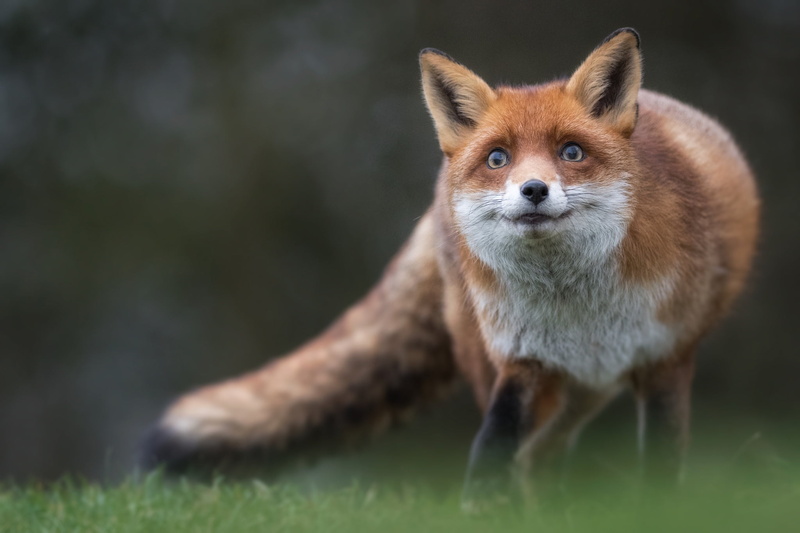 beauty, tricky, Fox, 1080P, red