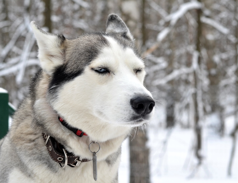 dog, vertebrate, canine, snowing, animal head, domestic animals, pets, one animal, cold temperature, siberian husky, animals, animal themes, husky, 4K