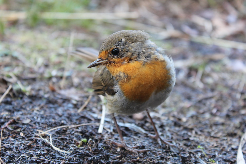 outdoors, small, animals in the wild, robin, animals, garden, full length, tiefenschärfe, garden bird, small bird, bird, animal wildlife, vertebrate, forest