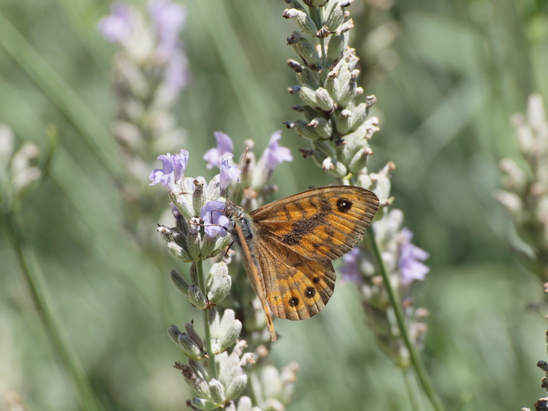 flower, wing, animal wildlife, tiefenschärfe, summer, invertebrate, insect, butterfly - Insect, focus on foreground, fragility, flower head, flowering plant