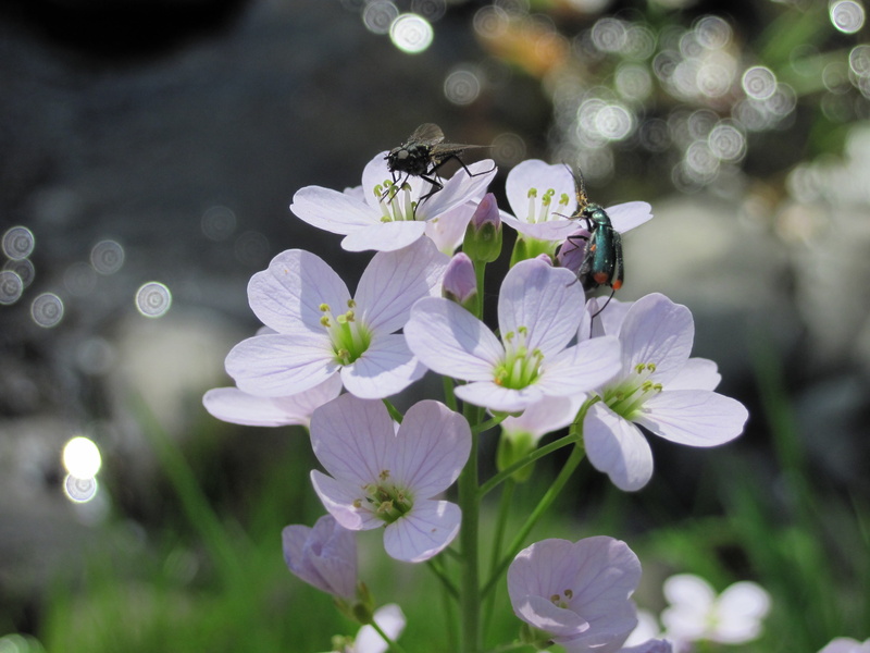 inflorescence, flowers, sun, fragility, plant, animal themes, one animal, close, invertebrate, growth, river, insect, white, nature, purple, vulnerability