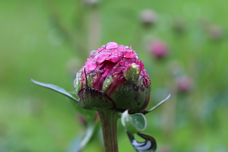 fragility, freshness, plant stem, drop, pink color, pink flower, summer, vulnerability, purple, flowering plant, pink, inflorescence, beauty in nature