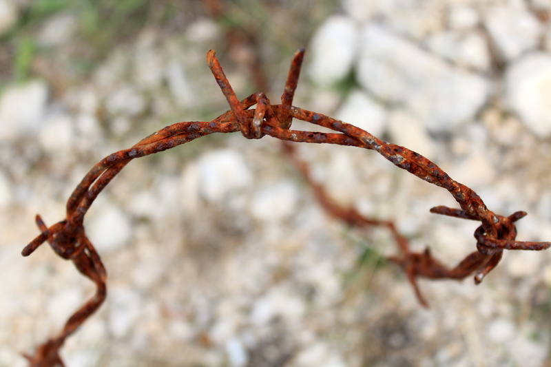rocky soil, land, Stainless, Barbed Wire, plant, twig, one animal, insect, animal themes, focus, no people, focus on foreground, animal wildlife, macro