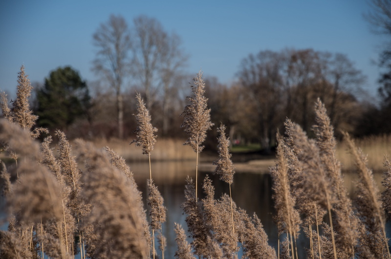 rest, berlin, mood, water, scenics - nature, selective focus, field, 4K, sunlight, beauty in nature, plant, landscape, no people, tranquil scene, sky