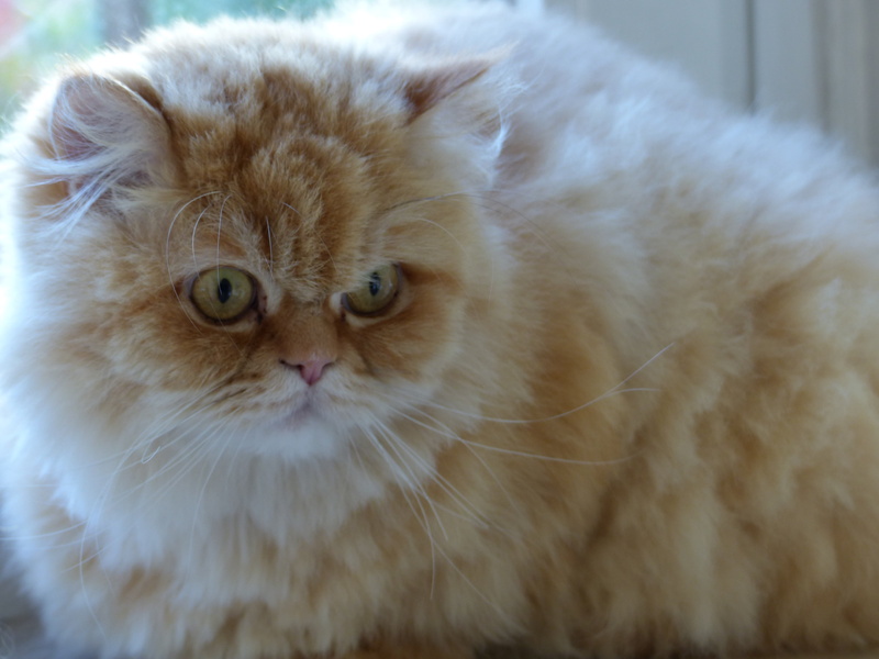 one animal, whisker, persian cat, animal themes, fluffity, cute, animal hair, animal, feline, tiefenschärfe, focus on foreground, cat face, close-up, portrait