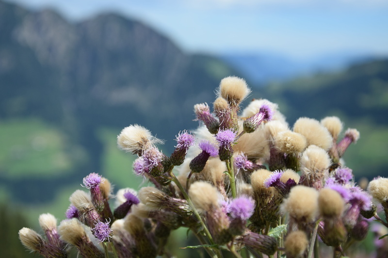 the background out of focus, summer meadow, freshness, purple, day, tranquility, flower, fragility, thistle, no people, growth, close-up, 5K, flowers