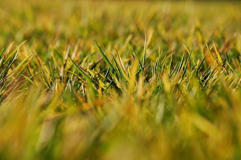 photography, environment, no people, growth, beauty in nature, rural scene, field, evening sun, outdoors, cereal plant, grass, landscape, depth of field