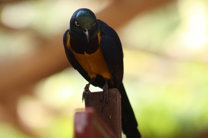 no people, nature, day, wood - material, one animal, close-up, vertebrate, parrots, Colorful, perching, focus on foreground, branch, tiefenschärfe, selective focus