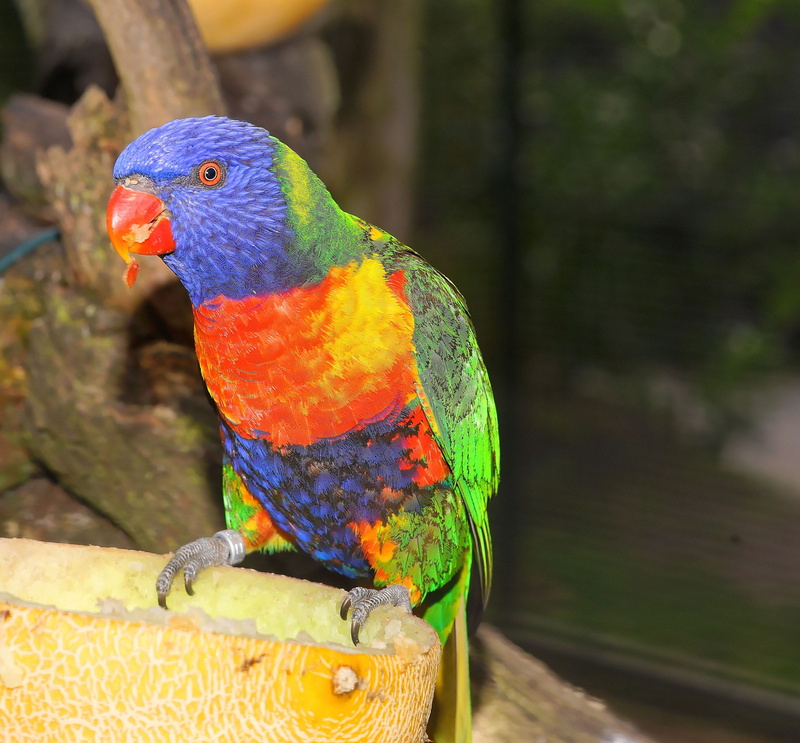 multi colored, no people, tree, colorful, animal wildlife, close-up, outdoors, tiefenschärfe, animals in the wild, focus on foreground, one animal, animal themes