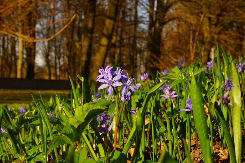 leaf, land, zweiblättriger blue star, scilloideae, spring, day, flower head, springtime, plant, blur, depth of field, two sea onion, blue star, plant part