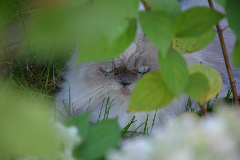 no people, young Animal, Leaves, relaxation, leaf, plant part, blue eye, Cat, Persian Cat, plant, animals in the wild, one animal, small, domestic Cat