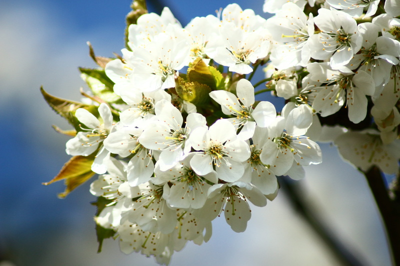 growth, cherry blossom, close-up, flowering plant, Cherry Blossoms, white blossom, cherry, blossom, white color, vulnerability, Macro, no people, petal
