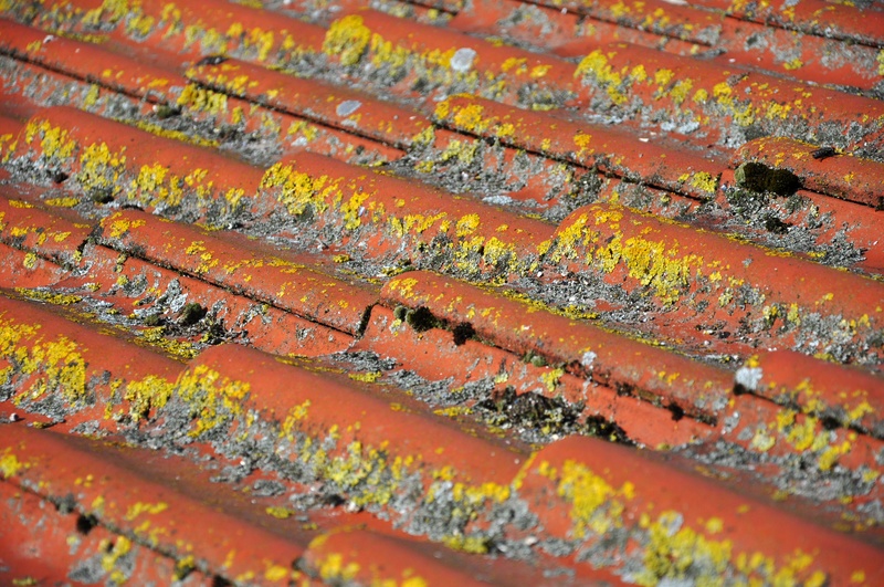 no people, mushroom, nature, selective focus, high angle view, topping, agriculture, multi colored, full frame, death, weathered, damage, outdoors, red