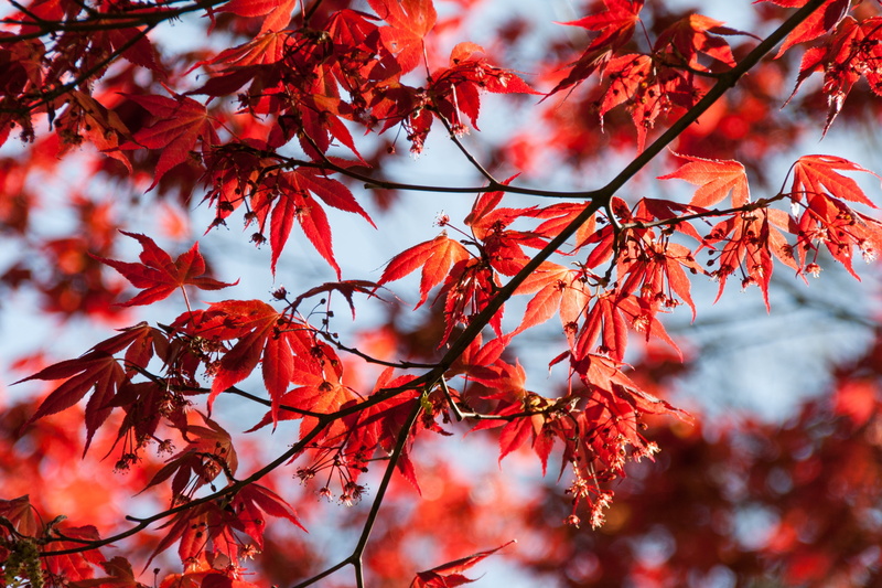 photography, sky, maple, blur, fall color, sunny, beauty in nature, background image, branch, outdoors, plant, background, focus, red, tranquility, close