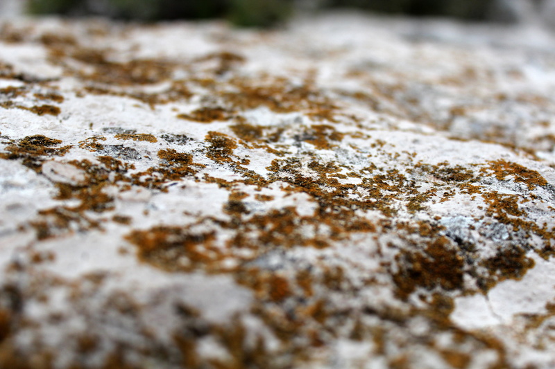 white color, tiefenschärfe, environment, rock, lichen, cold temperature, solid, weave, frozen, textured, food, nature, water, macro, day, rock - object
