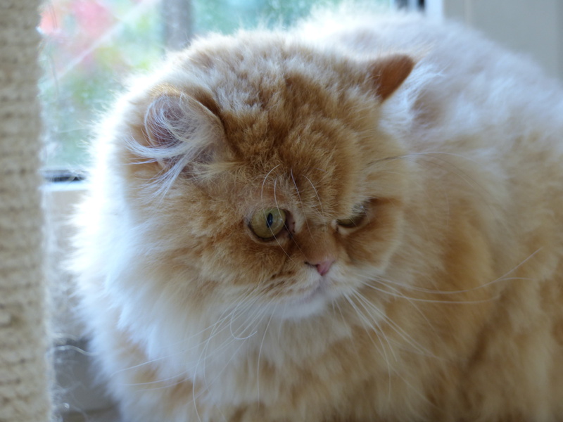 vertebrate, cat, domestic animals, pets, one animal, focus on foreground, animal, fluffity, tiefenschärfe, animal wildlife, animals in the wild, 4K, no people